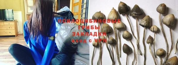 гашик Аркадак